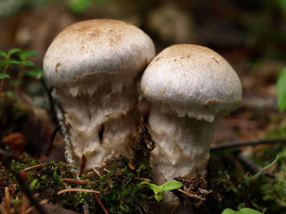 Cortinarius canabarba image