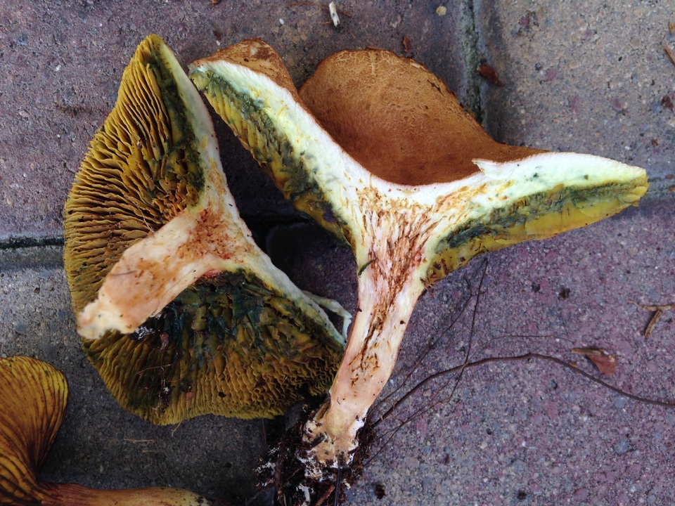 Phylloporus foliiporus image