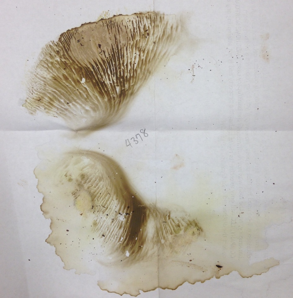 Phylloporus foliiporus image