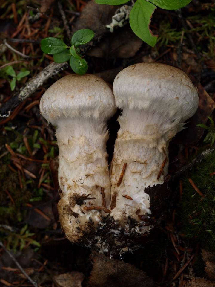 Cortinarius canabarba image