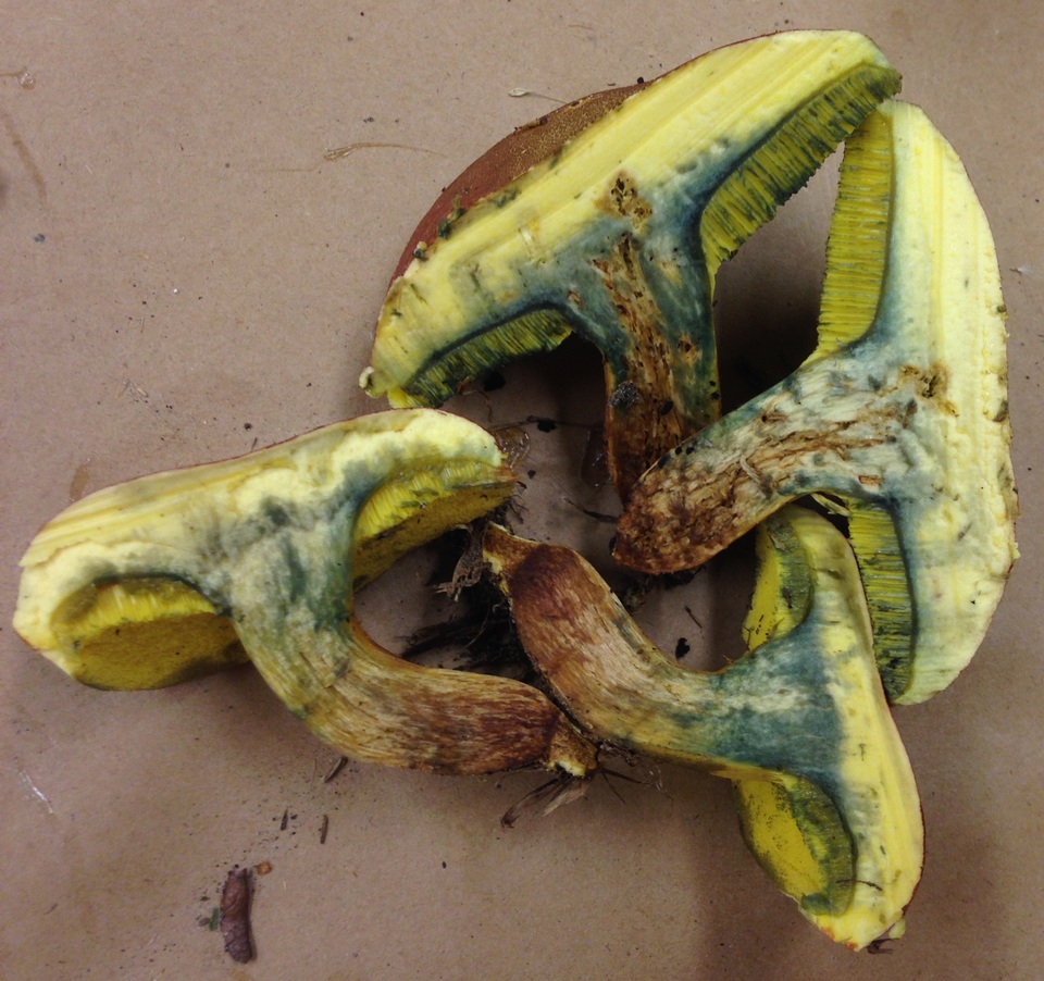 Hortiboletus image