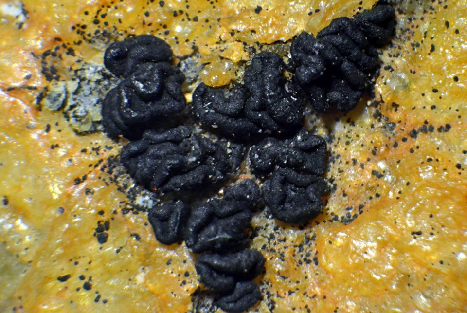 Lecidea laboriosa image
