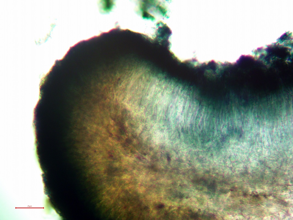 Lecidea laboriosa image