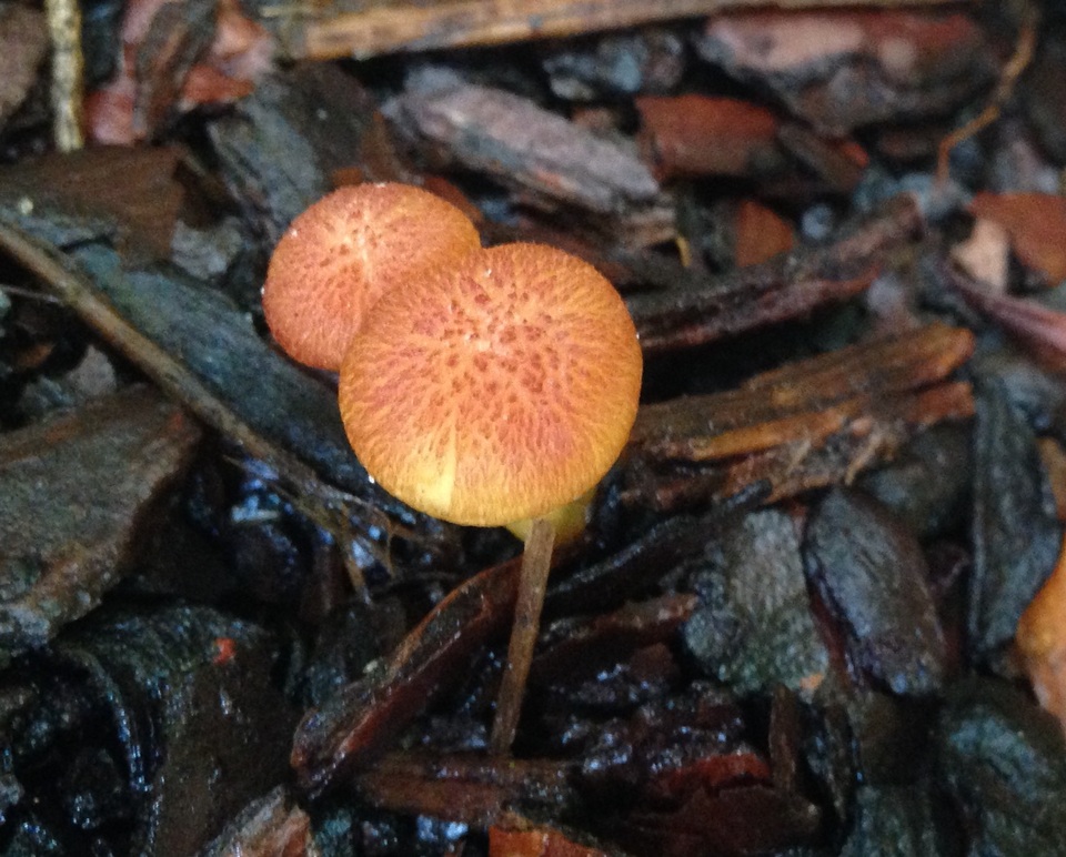 Gymnopilus palmicola image