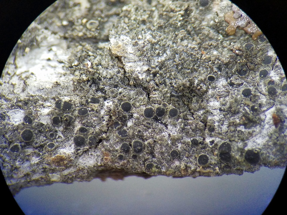 Rinodina laevigata image