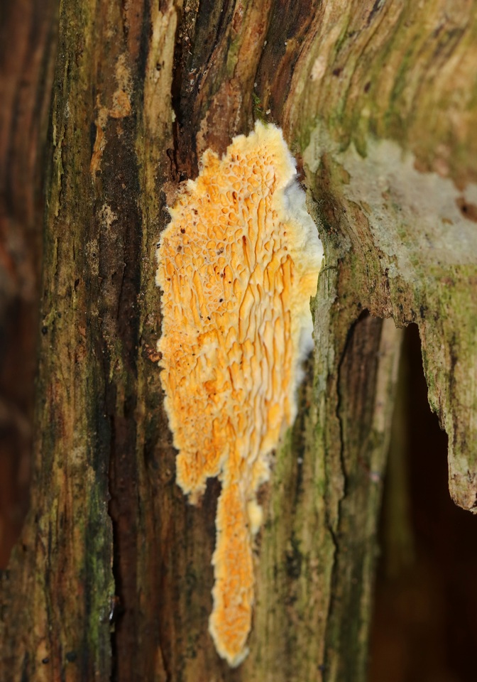 Fibroporia radiculosa image