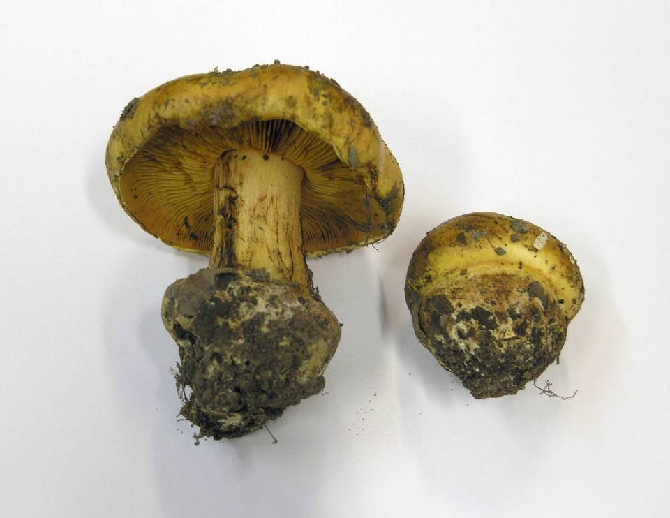 Cortinarius elegantissimus image