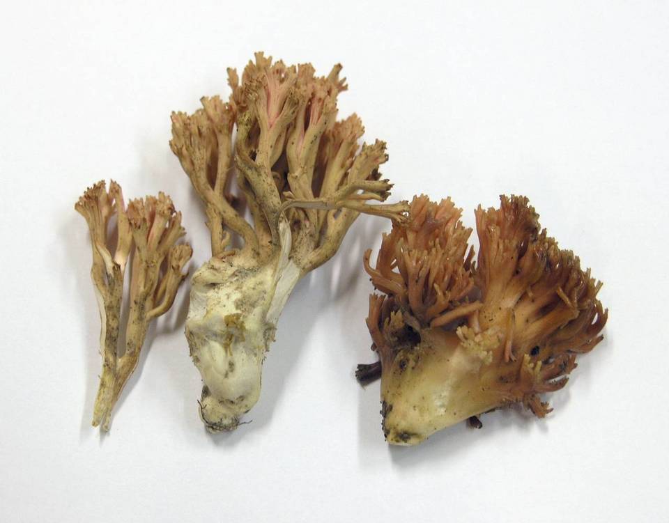 Ramaria subbotrytis image