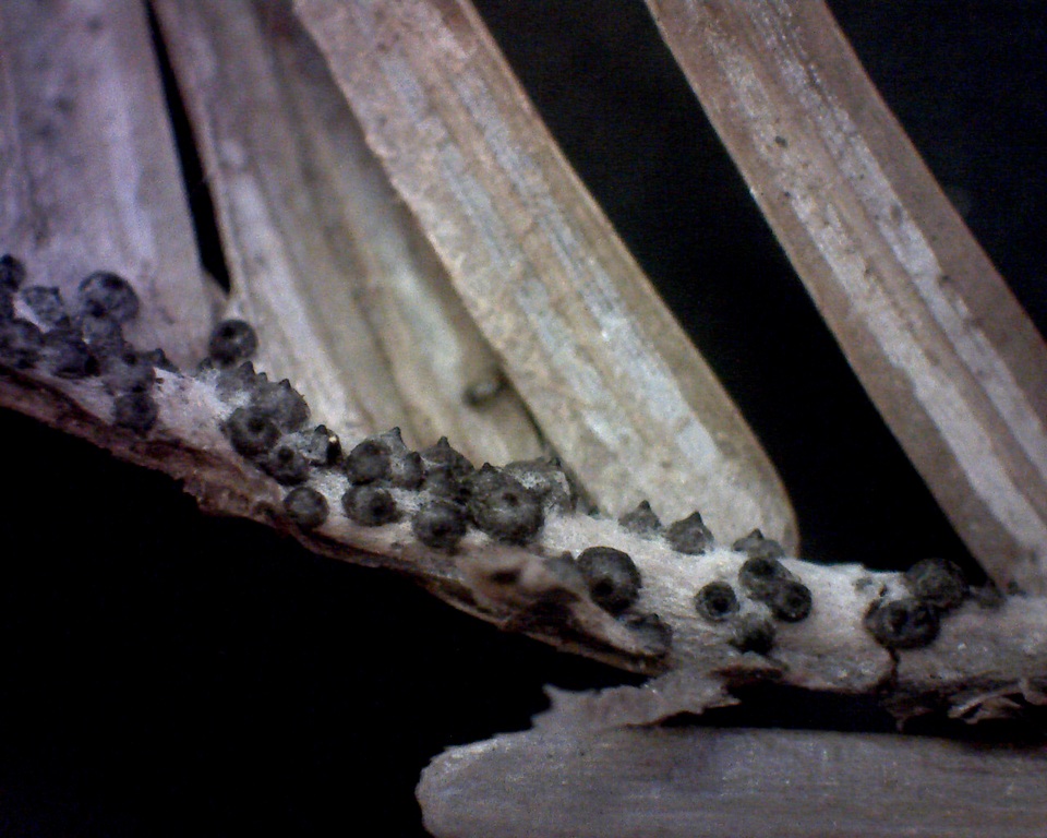 Rosellinia herpotrichoides image