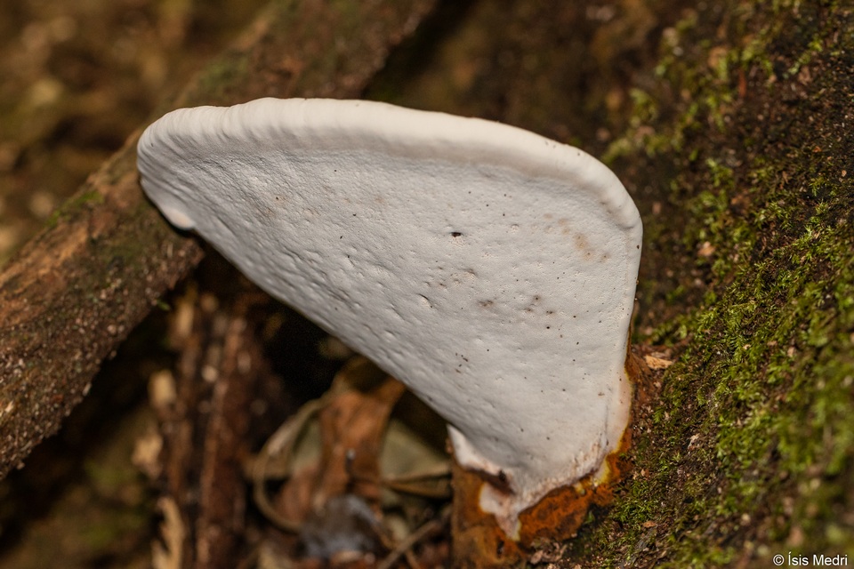 Ganoderma testaceum image