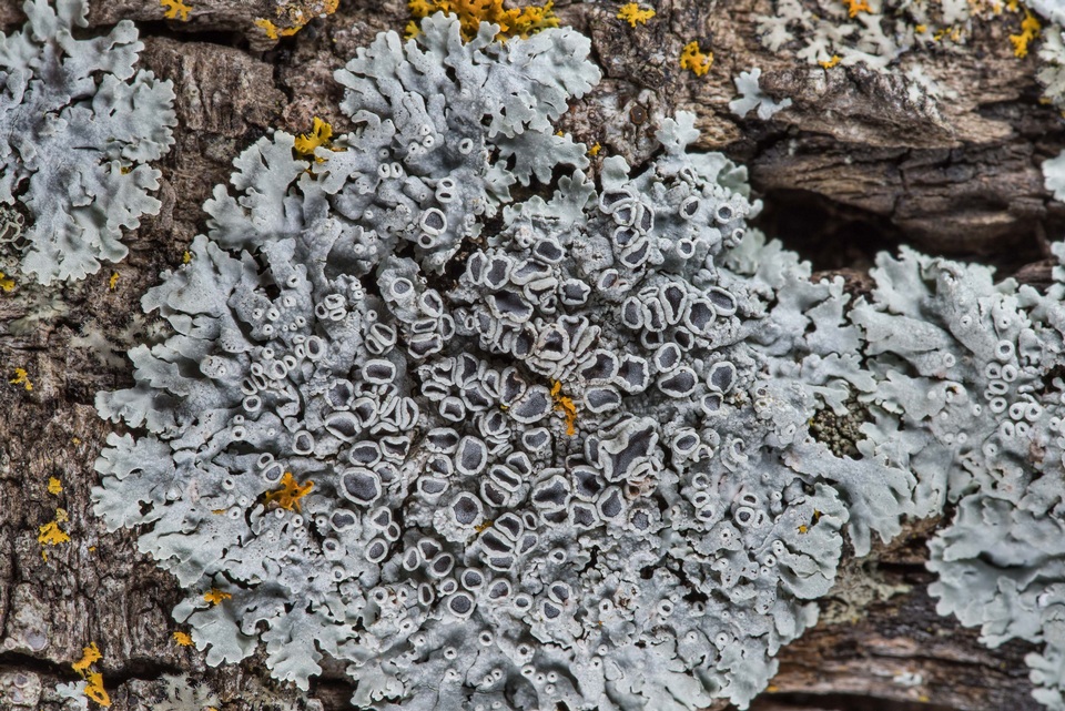 Physcia pumilior image