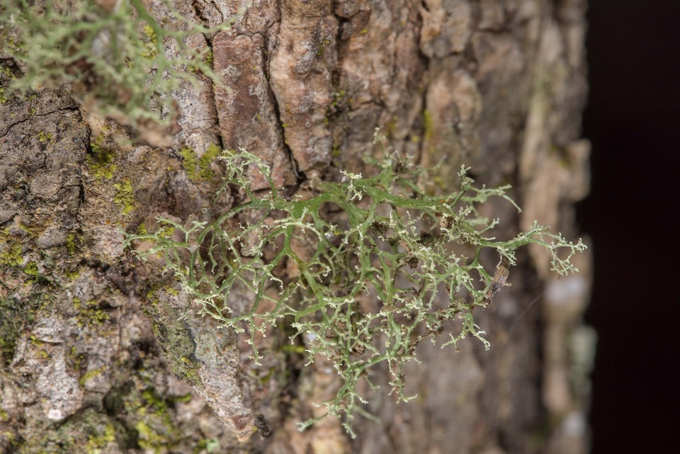 Ramalina sorediosa image