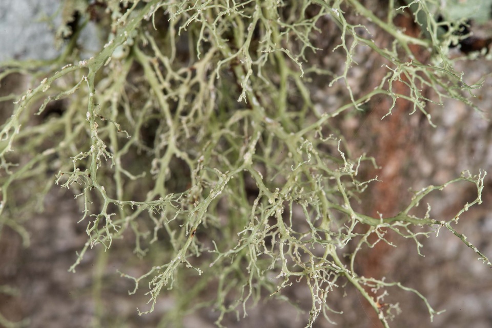 Ramalina sorediosa image
