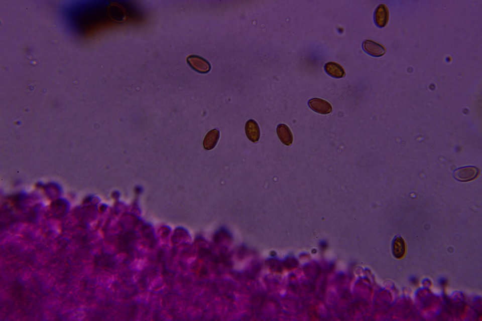 Conocybe aurea image