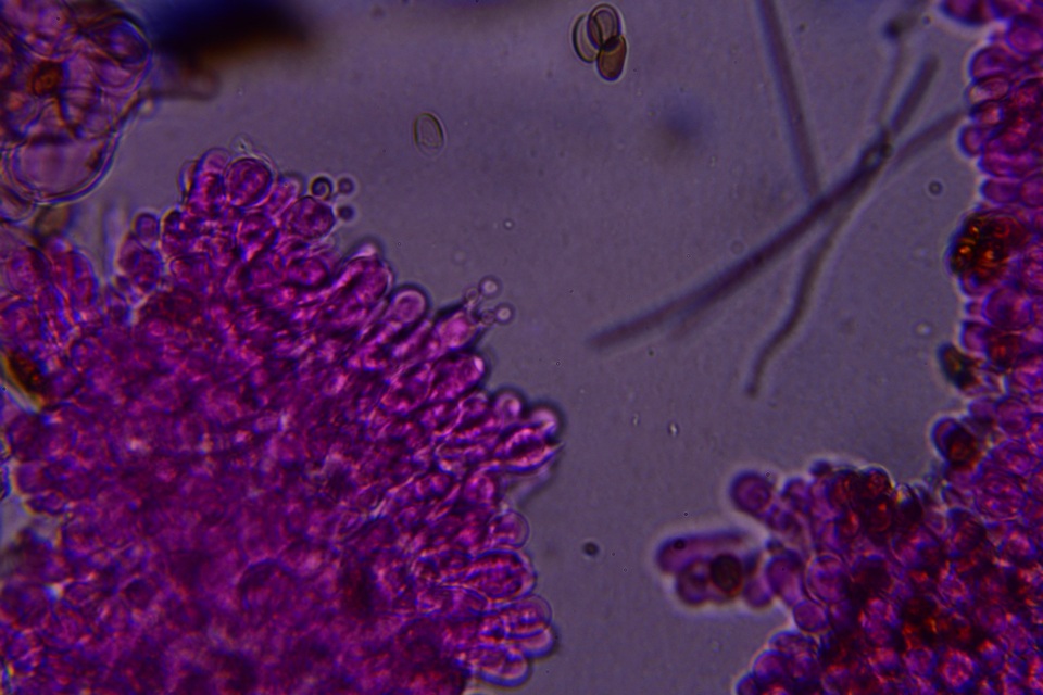 Conocybe aurea image