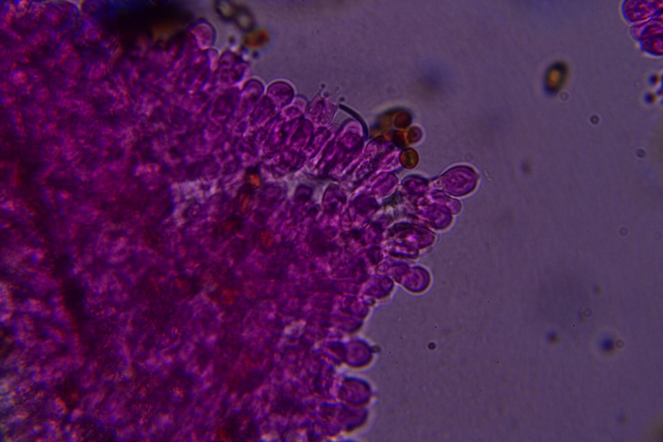 Conocybe aurea image