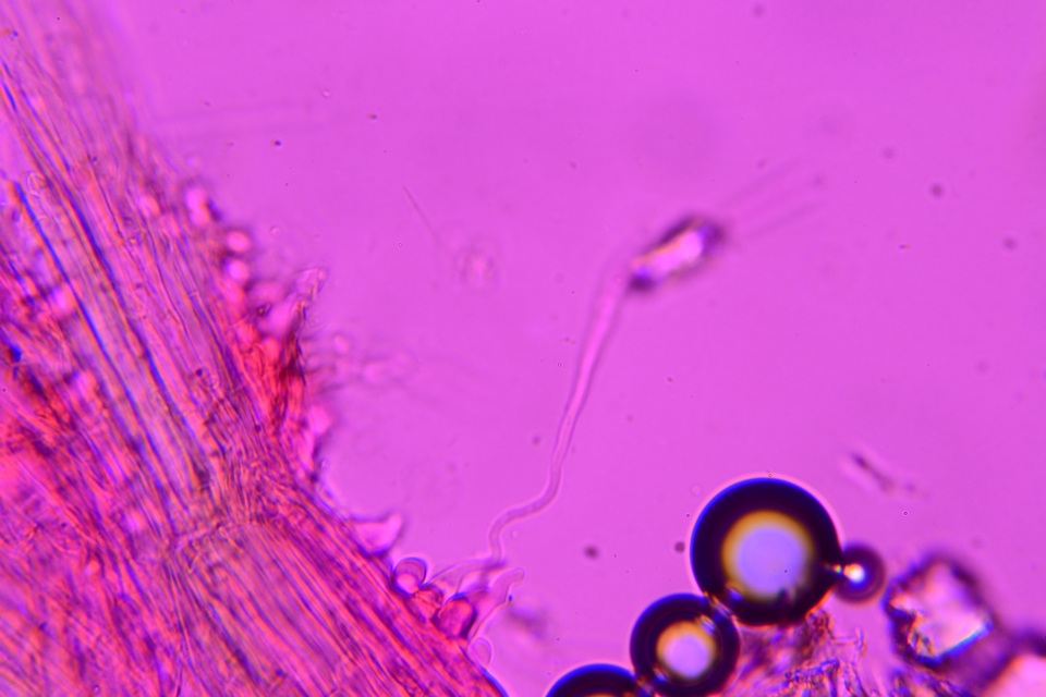 Conocybe aurea image