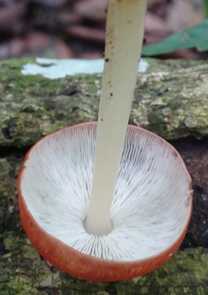 Leucopaxillus gracillimus image