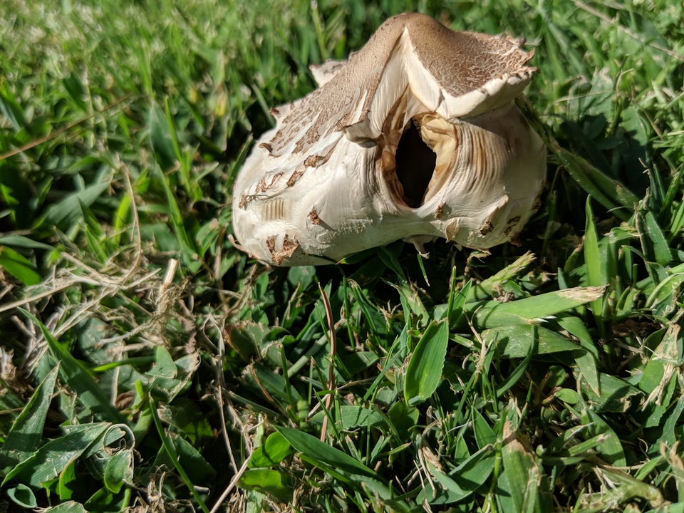 Chlorophyllum molybdites var. molybdites image
