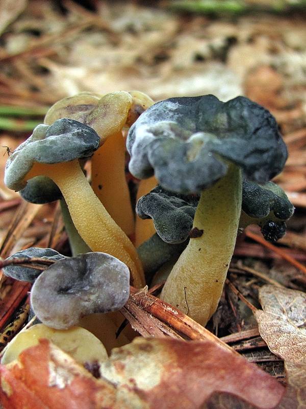 Hypomyces leotiicola image
