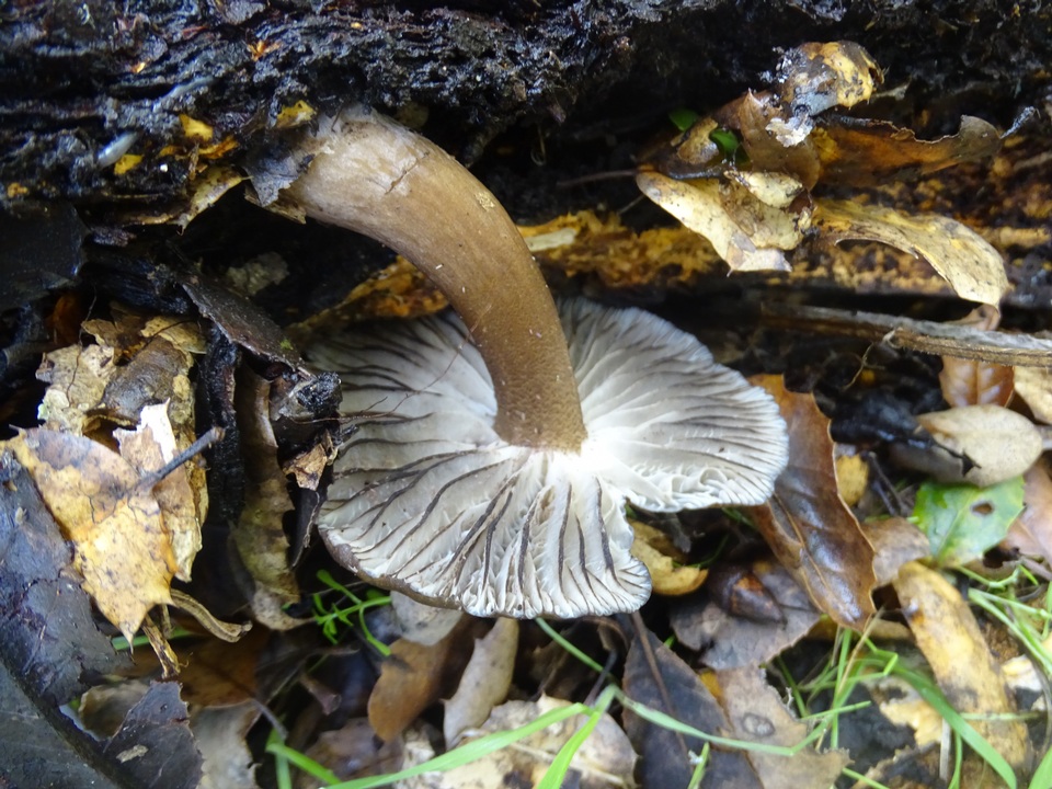 Gerronema atrialbum image