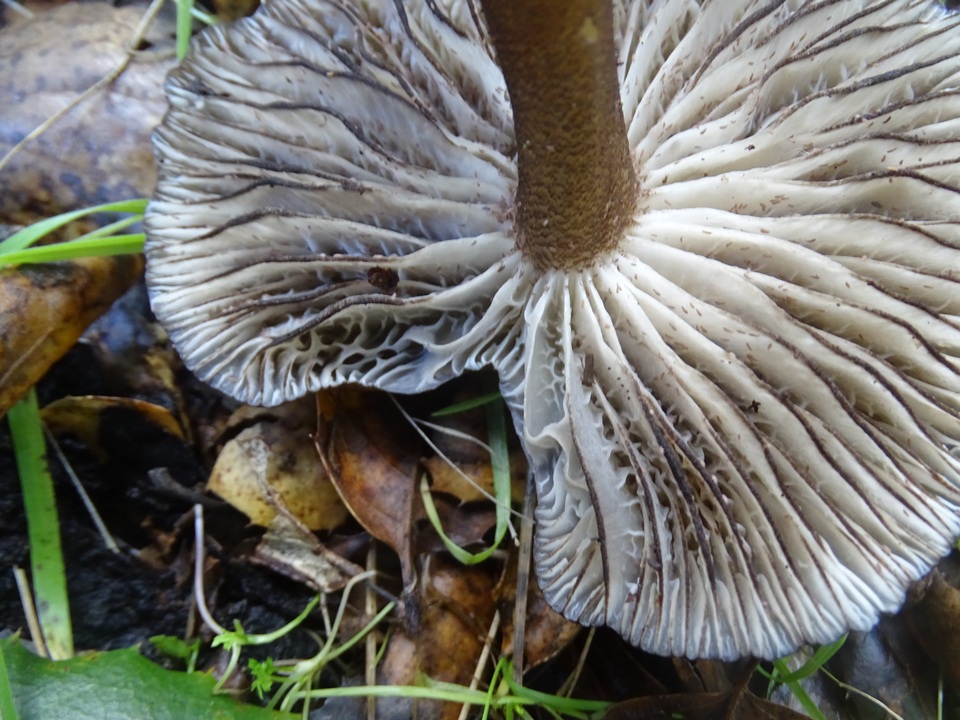 Gerronema atrialbum image