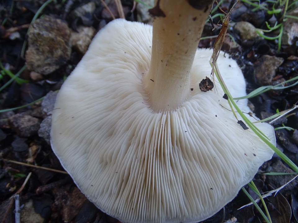 Melanoleuca lewisii image