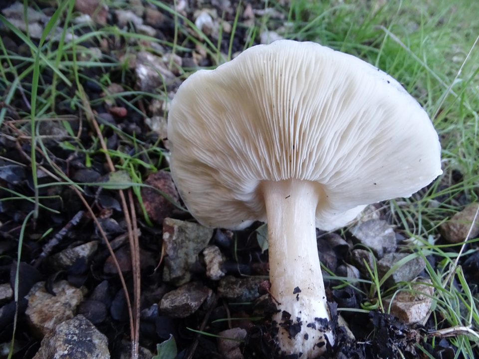 Melanoleuca lewisii image