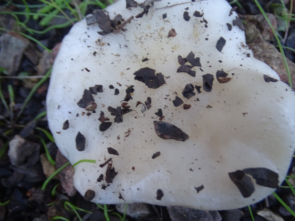 Melanoleuca lewisii image