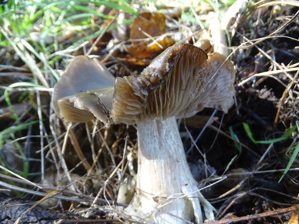 Entoloma cinereolamellatum image