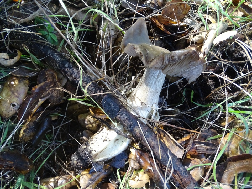 Entoloma cinereolamellatum image