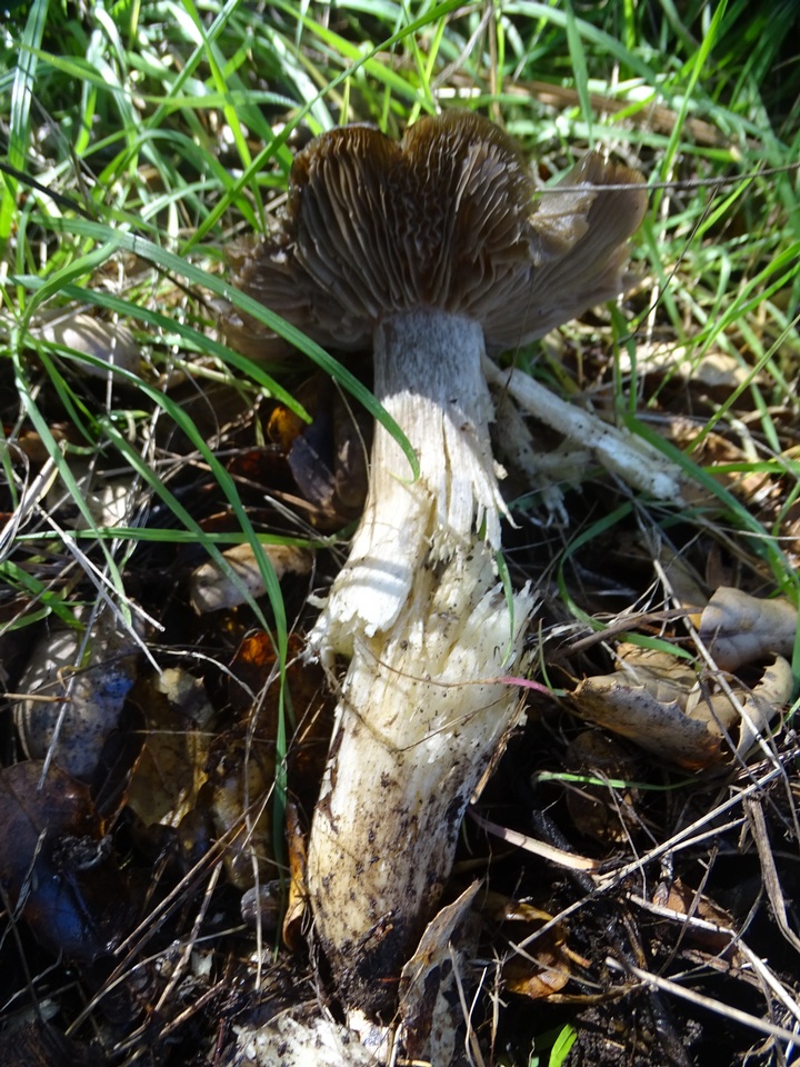 Entoloma cinereolamellatum image