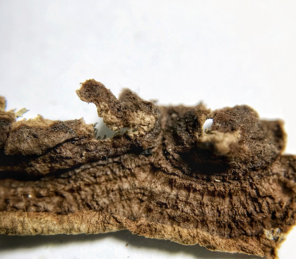 Fuscocerrena portoricensis image