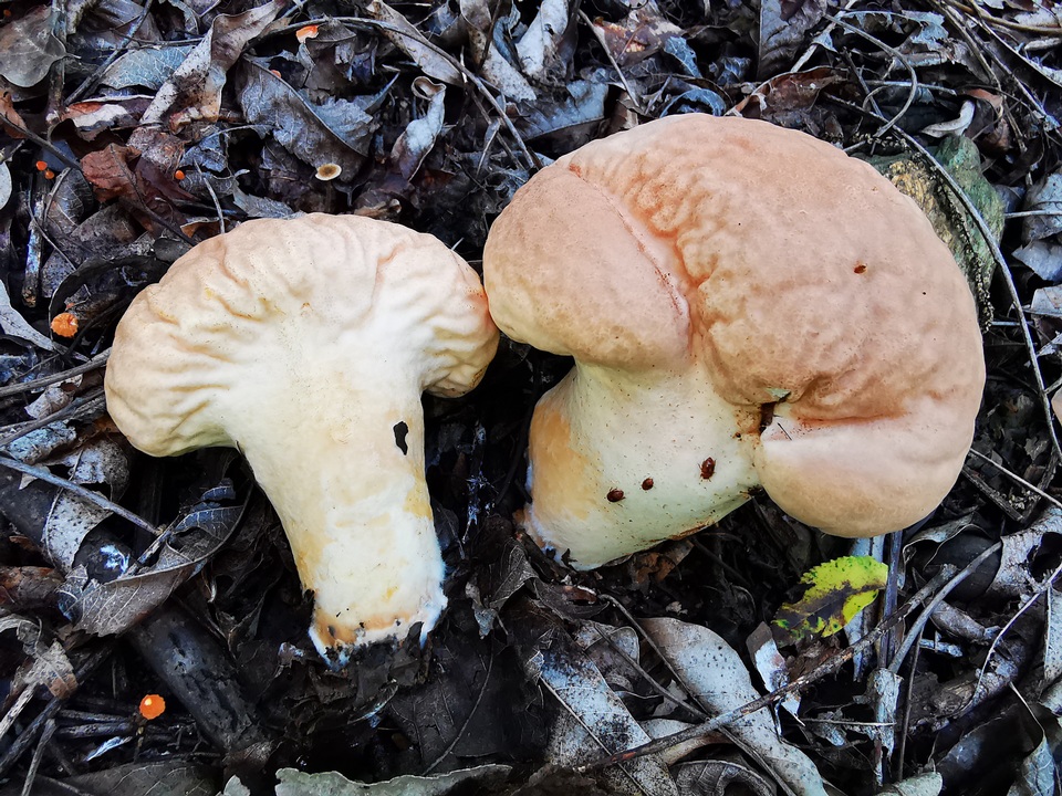 Calvatia rugosa image