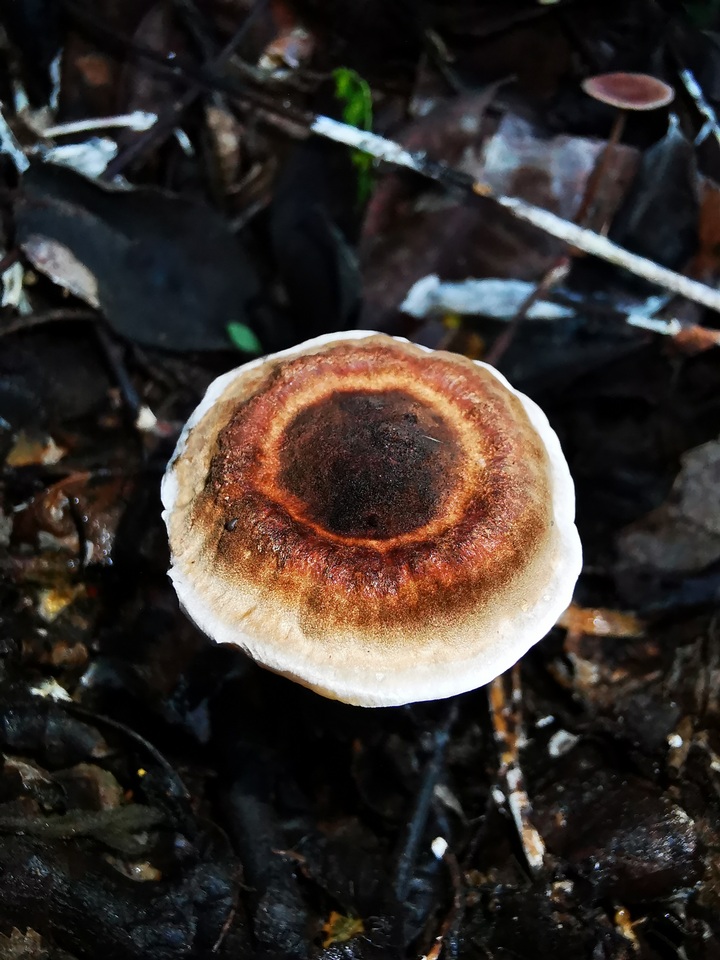 Lignosus sacer image