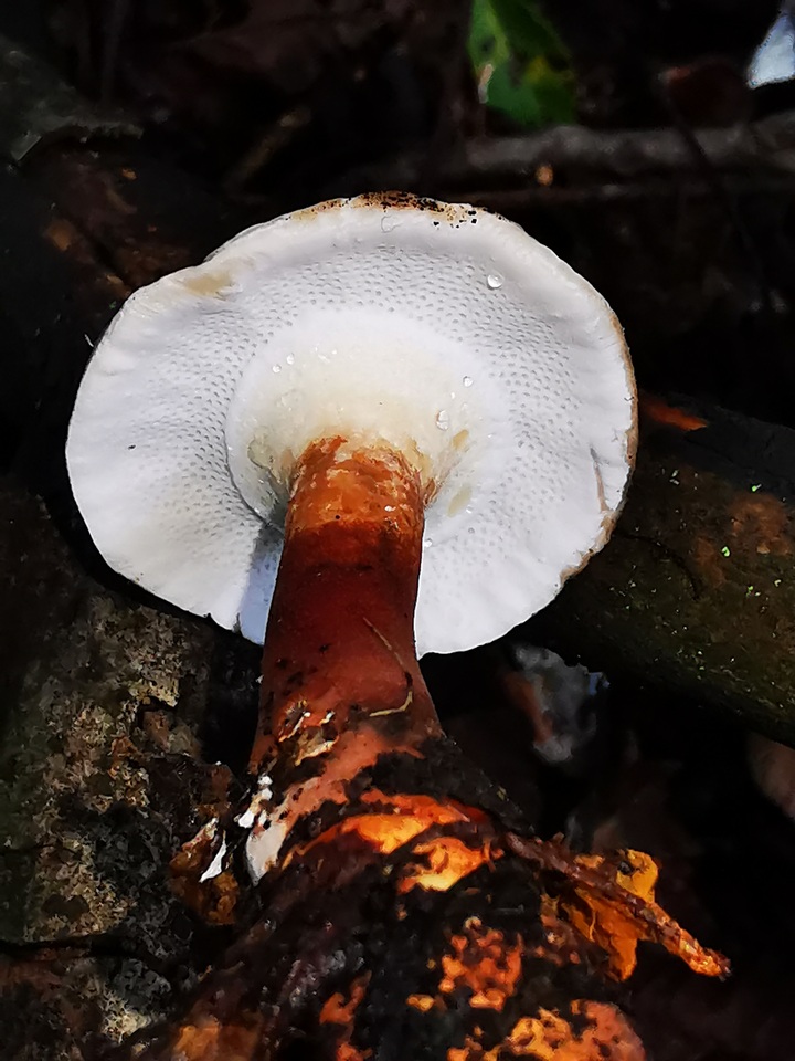 Lignosus sacer image