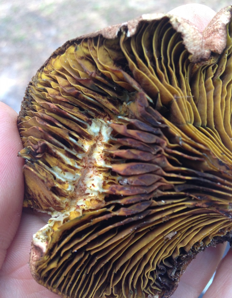 Phylloporus foliiporus image