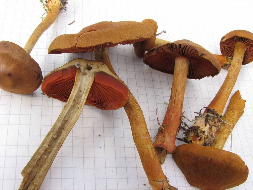 Cortinarius fervidus image