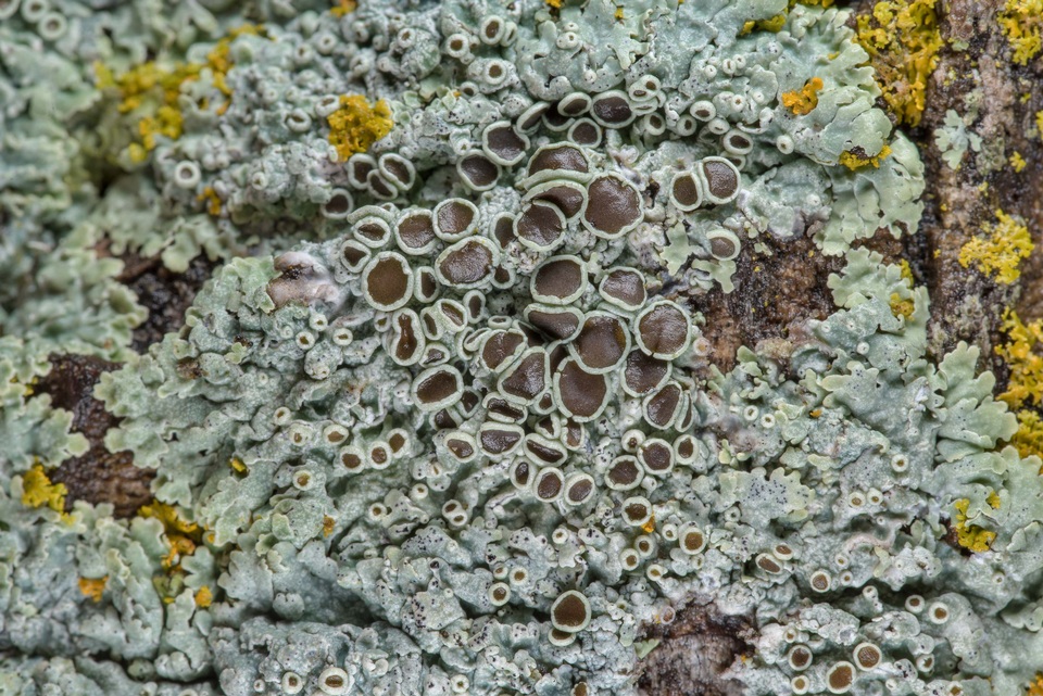 Physcia pumilior image
