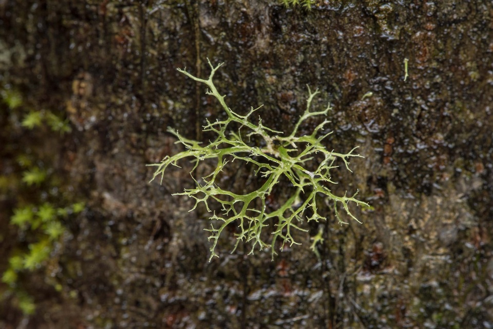 Ramalina dasypoga image