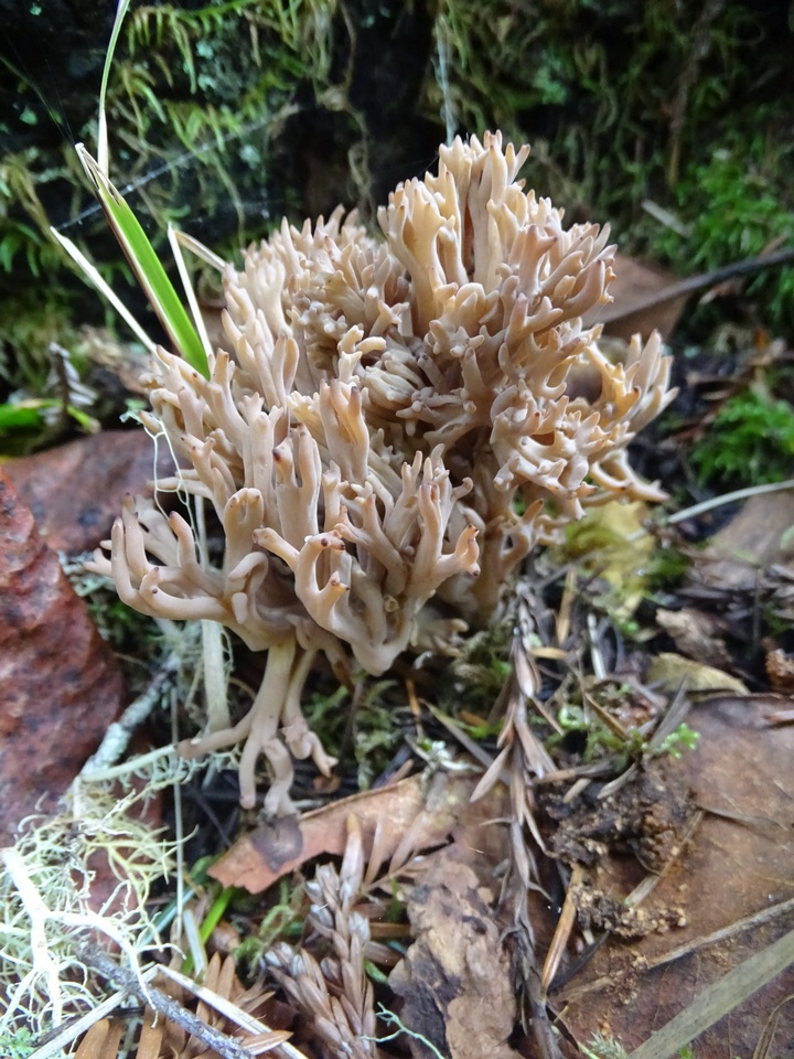 Ramaria violaceibrunnea image