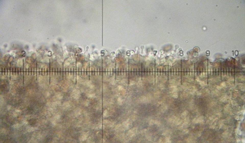Conocybe siennophylla image