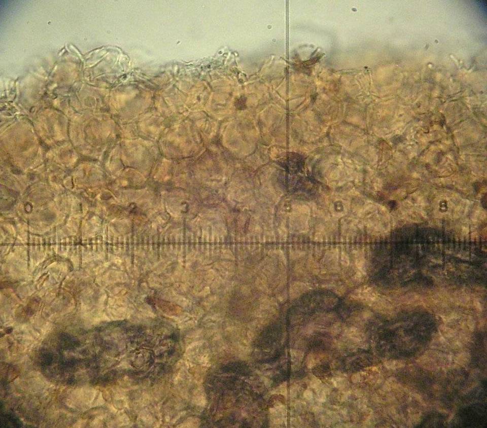 Conocybe siennophylla image