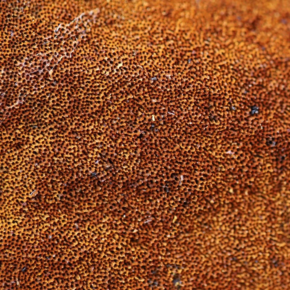Inonotus andersonii image