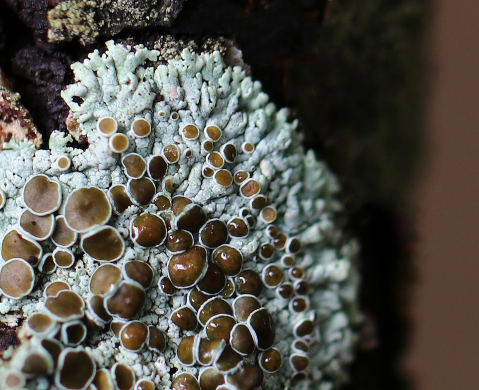 Physcia pumilior image