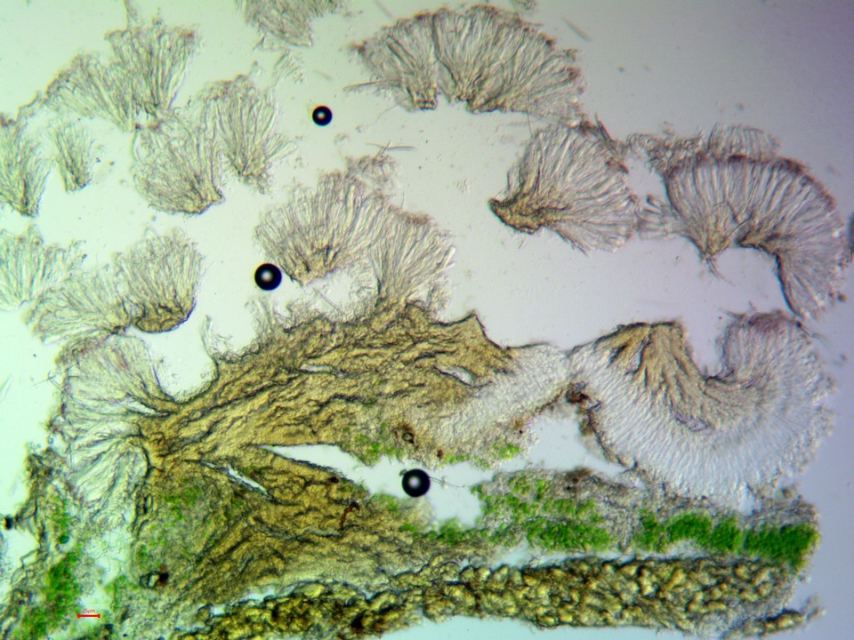 Bacidia laurocerasi subsp. idahoensis image