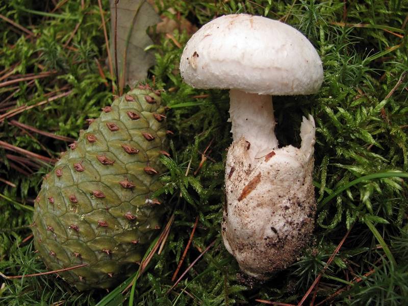 Amanita dolichopus image