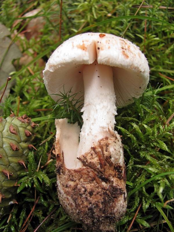 Amanita dolichopus image