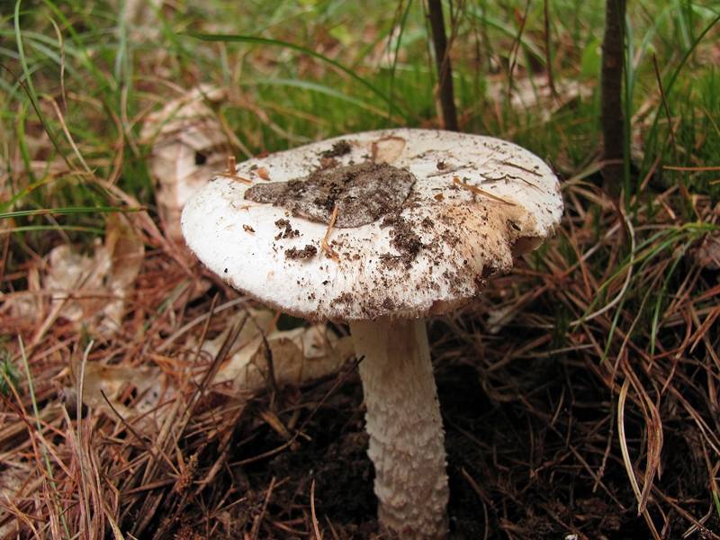 Amanita dolichopus image