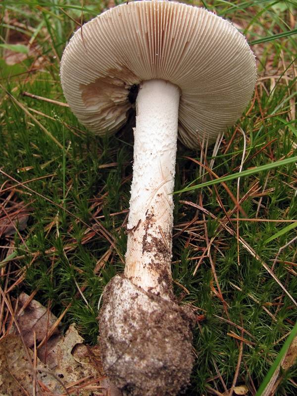 Amanita dolichopus image